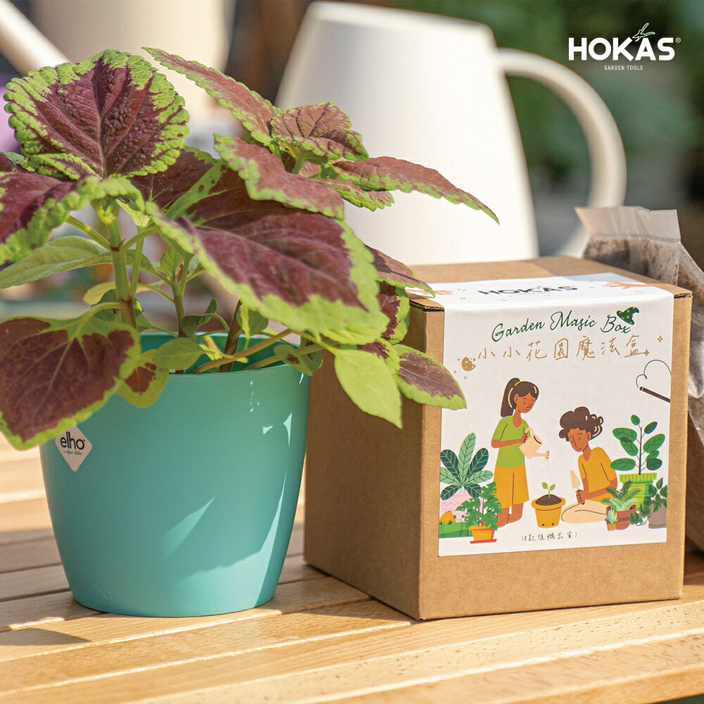 【HOKAS】植物小盆栽 教具 小小花園魔法盒 辦公室綠化 園藝用品