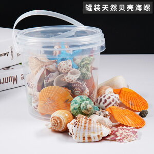 天然貝殼海螺海星密封罐桶裝diy裝飾擺件科教幼兒園禮物魚缸造景