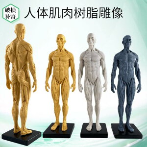 全網最低價~免運 人體肌肉3D模型全身藝用美術繪畫解結構男女人偶醫用參考仿真雕塑