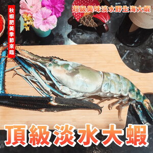 【天天來海鮮】最頂級的淡水野生海大蝦 淡水大蝦/海白蝦 重量500-600克