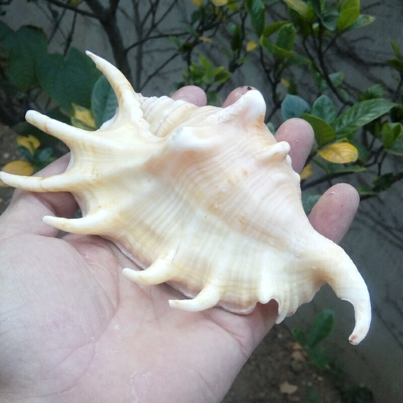 天然大海螺貝殼蜘蛛螺筆架螺七角螺家居地臺魚缸水族造景拍攝道具