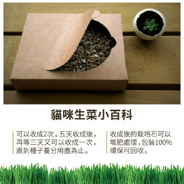 汪喵星球 貓草新鮮栽培盒 貓咪生菜 種植貓草 5