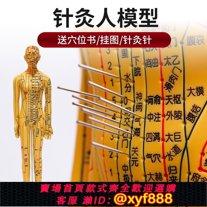 {可打統編 保固一年}中醫針灸穴位人體模型教學全身十二經絡圖小皮人軟膠扎針練習模特