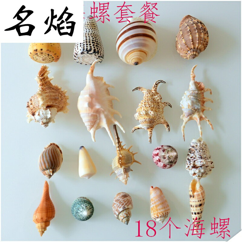 天然海螺貝殼珊瑚卷貝魚寄居蟹魚缸裝飾手工制作打孔大海螺殼