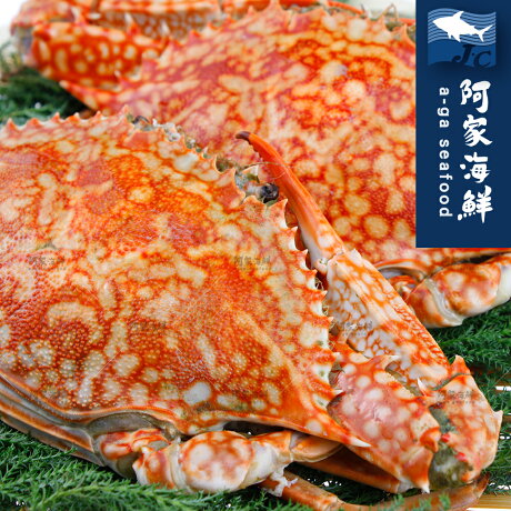 阿家海鮮 鮮甜生凍佐渡母花蟹 2隻裝 2 10 隻 高品質回購率高野生多汁甜美純淨海域綿軟濕潤厚實肉質 阿家海鮮 阿家海鮮 鮮甜生凍佐渡母花蟹 2隻裝 2 10 隻 高品質回購率高野生多汁甜美純淨海域綿軟濕潤厚實肉質 阿家海鮮