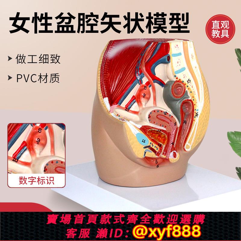 {可打統編 保固一年}教學仿真女盆腔模型 女性泌尿生殖系統 標本正中矢狀人體解剖醫學