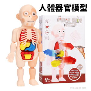 人體器官模型 /一個入(促120) 人體器官 人體構造 人體器官玩具 人體模型 人體結構 兒童玩具 醫生玩具 人體玩具 阡