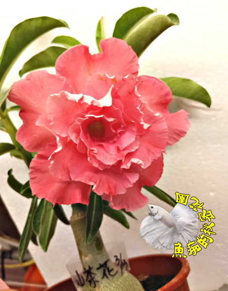 [山茶花] 新品種複瓣沙漠玫瑰 ５寸盆 多年生觀賞花卉盆栽 室外半日照佳 ~ 寄出時不一定還有花~ 請先確認有沒有貨!