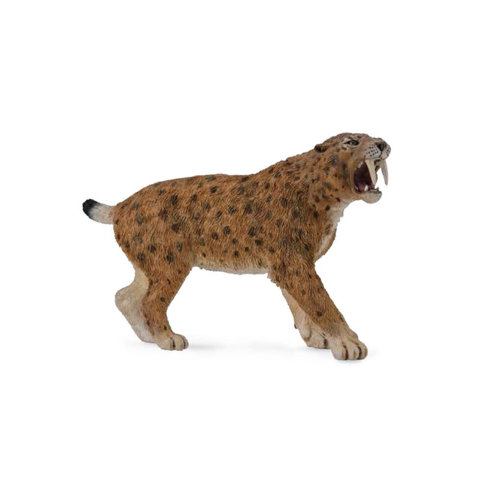 動物模型【 COLLECTA 】劍齒虎