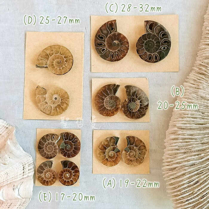 斑彩螺剖面化石Ammonite-《搬財螺》-最古老的招財與幸運之石| 聖哲曼
