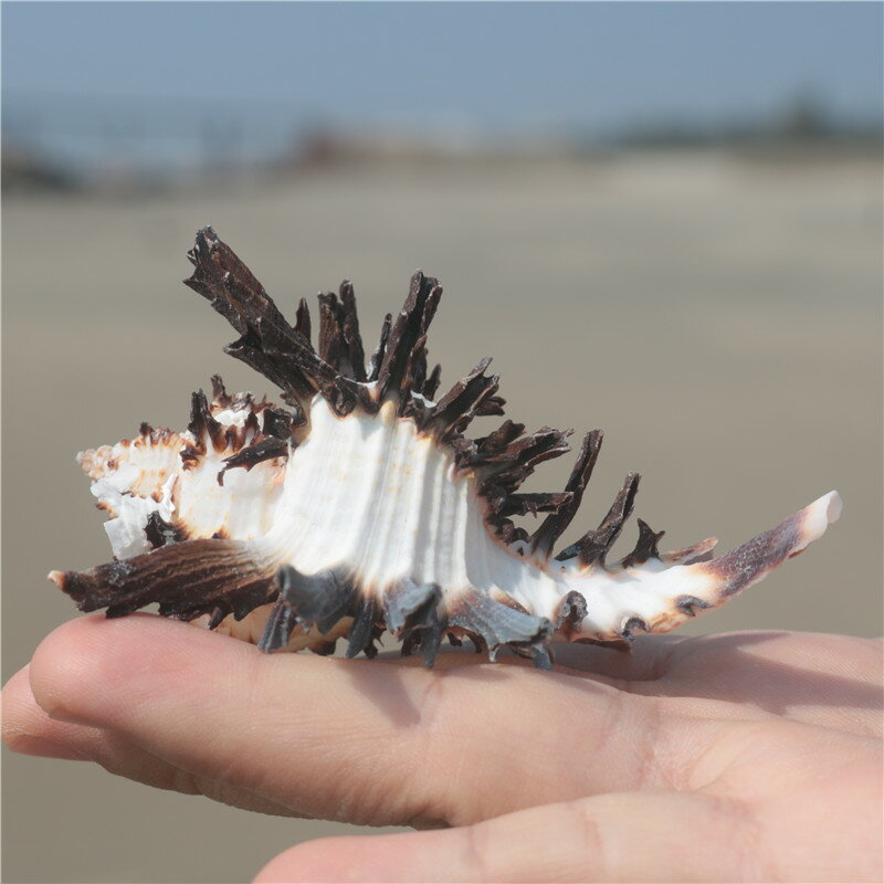 【螺貝藝】天然海螺貝殼黑千手螺苣骨螺寄居蟹換殼卷貝魚寄居魚缸