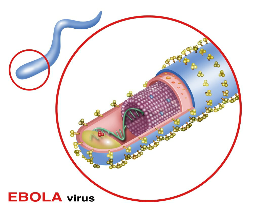 Posterazzi Structure of the Ebola Virus Illustration Poster Print by