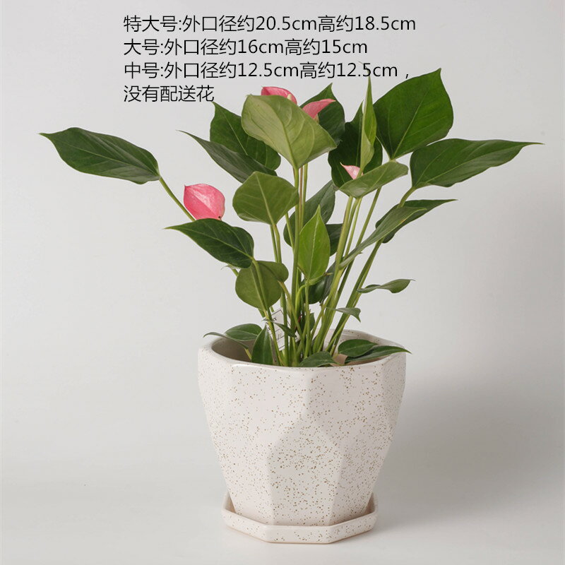 陶瓷花盆北歐特大號簡約桌面室內多肉盆栽綠蘿吊蘭帶託盤