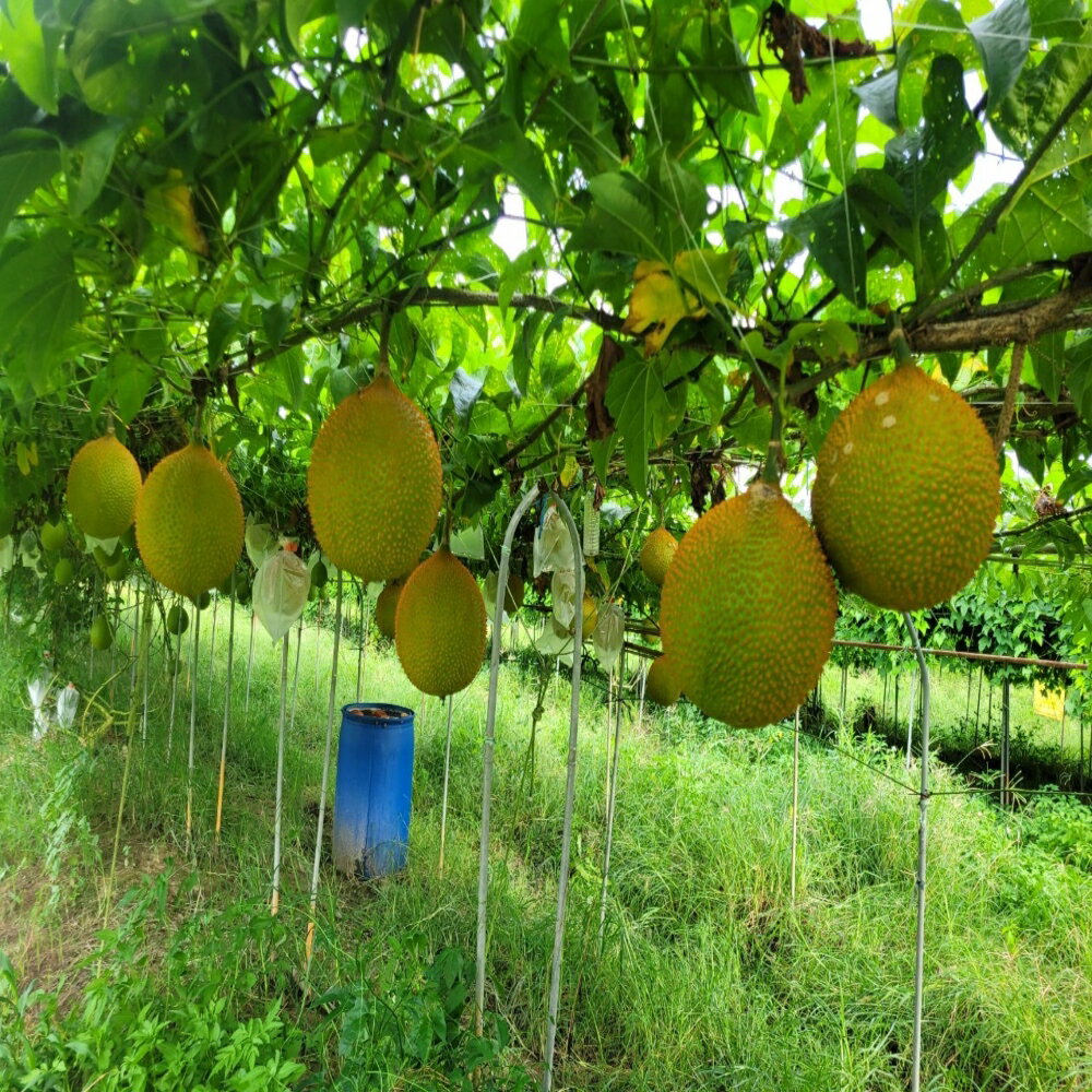 嘉義竹崎興爺爺木鱉果(6斤裝~30斤裝-宅配區)