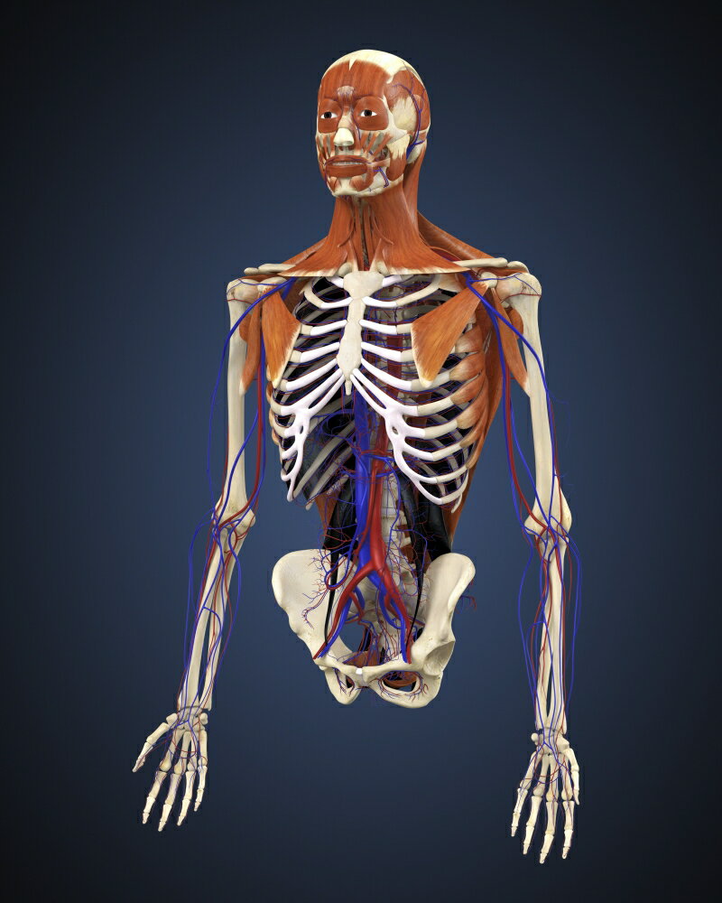Posterazzi: Human upper body showing bones muscles and circulatory ...
