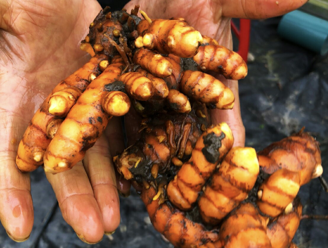 【淺草堂】有機紅薑黃粉 100g 3 【淺草堂】有機紅薑黃粉 100g 3