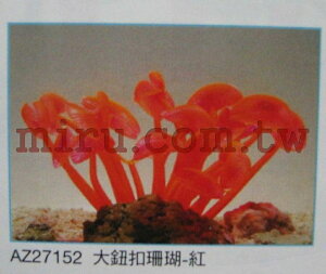 【西高地水族坊】AZOO霓虹螢光珊瑚 大鈕釦珊瑚(紫,黃,紅,綠)