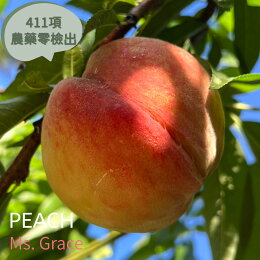 拉拉山 極品水蜜桃 3斤禮盒