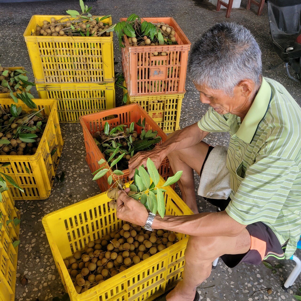台南東山「賢爸與阿霖」土窯柴燒龍眼乾vs.龍眼肉 3