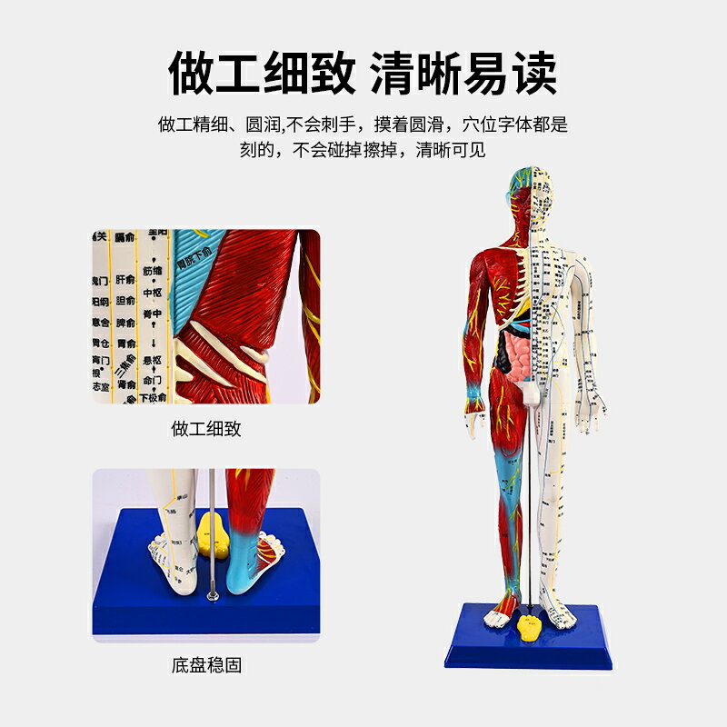 {可打統編 保固一年}人體針灸穴位模型半肌肉骨骼內臟經絡穴位針灸銅人經絡模型人60cm 2