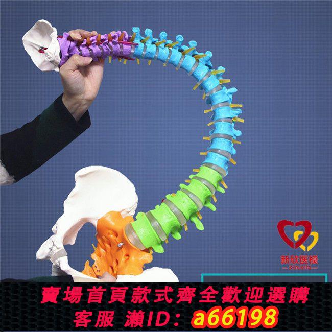 【臺灣公司 可開發票】人體脊柱模型1:1成人正骨醫學醫用練習頸椎胸椎腰椎脊椎教學骨架