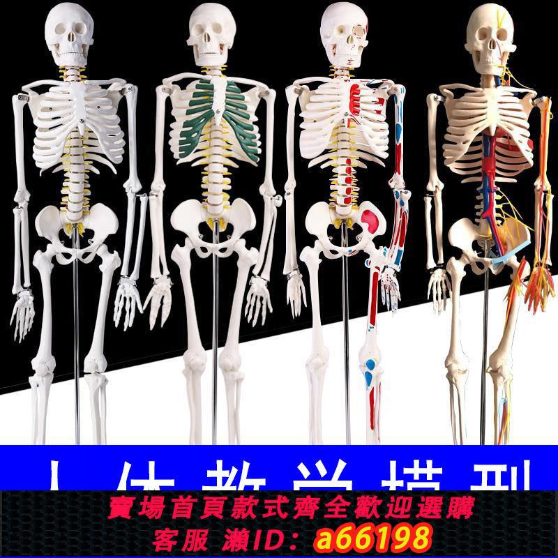 【臺灣公司 可開發票】85cm170人體骨骼模型骨架大白成人骷髏教學脊椎全身骨頭醫用小白