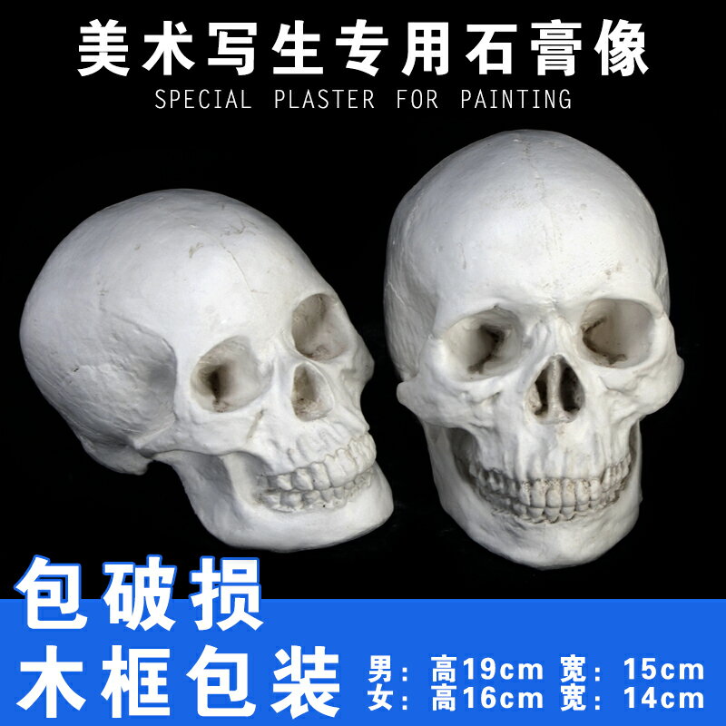 骷髏石膏像美術教具石膏頭像雕塑石膏雕塑素描石膏頭像模型頭骨
