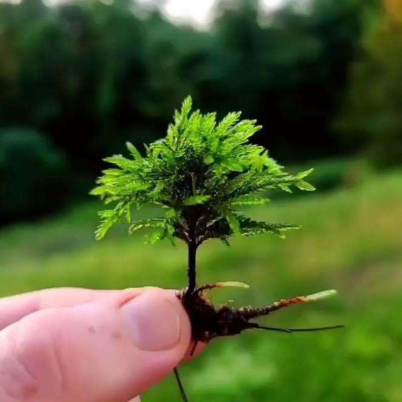 萬年蘚水草小型生態魚缸造景水草植物水培雨林缸迷你微景觀#滿200出貨