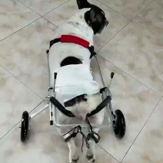 狗輪椅后肢癱瘓寵物輔助行走車殘疾脊椎后腿受傷狗泰迪田園犬輕便
