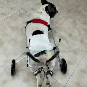 狗輪椅后肢癱瘓寵物輔助行走車殘疾脊椎后腿受傷狗泰迪田園犬輕便