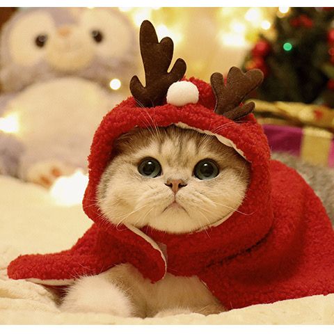 圣誕裝扮小斗篷麋鹿圣誕樹小熊寵物貓咪狗狗節日飾品披風可愛披肩
