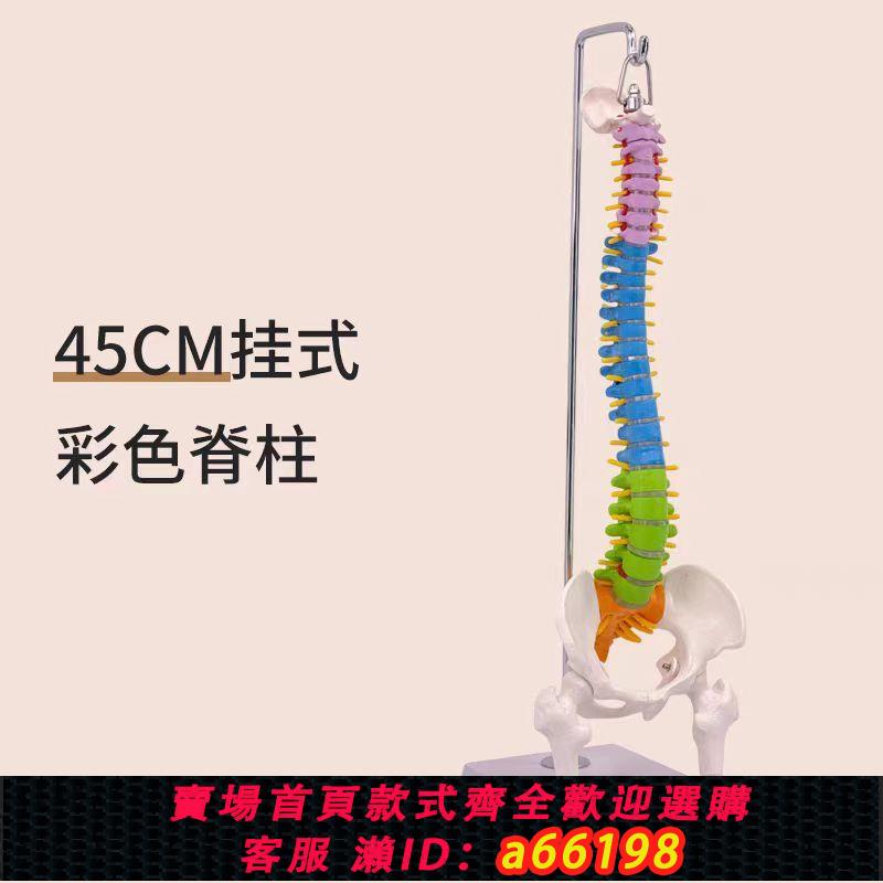 【臺灣公司 可開發票】可以彎曲彩色人體脊柱模型脊椎骨盆頸椎胸椎腰椎整骨科骨骼模型
