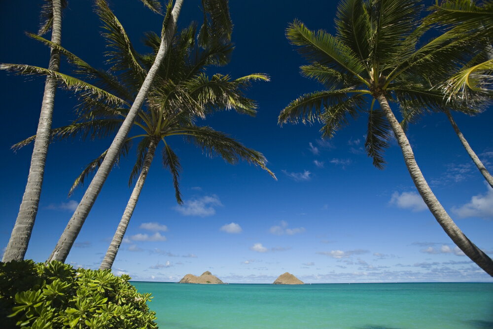 Posterazzi: USA Hawaii Oahu Palm tree over Pacific ocean with Mokulua ...