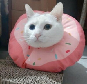 貓咪伊麗莎白圈貓用軟布項圈頭套防舔絕育用品【櫻田川島】