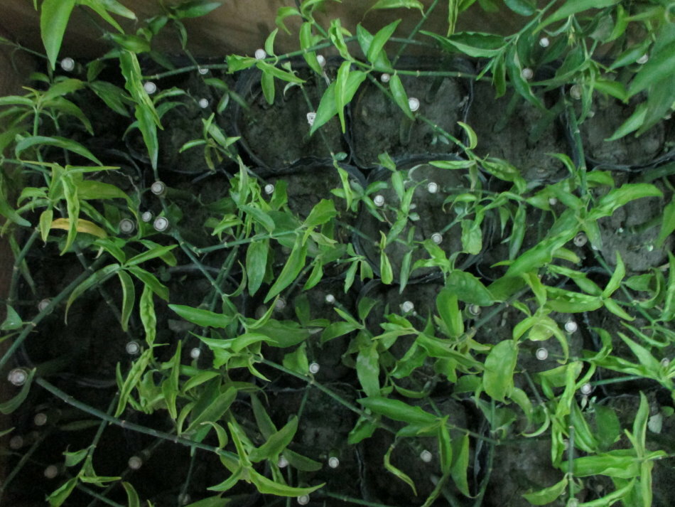 憂遁草(沙巴蛇草)(台灣種植)買5苗多送1苗 4