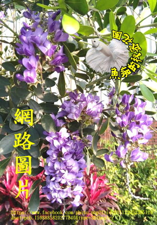 3 4吋盆 香花紫藤花盆栽德州山月桂 室外植物活體盆栽觀賞花卉盆栽 數量少 不是隨時都有 先確認有沒有貨 魚痴的秘密花園