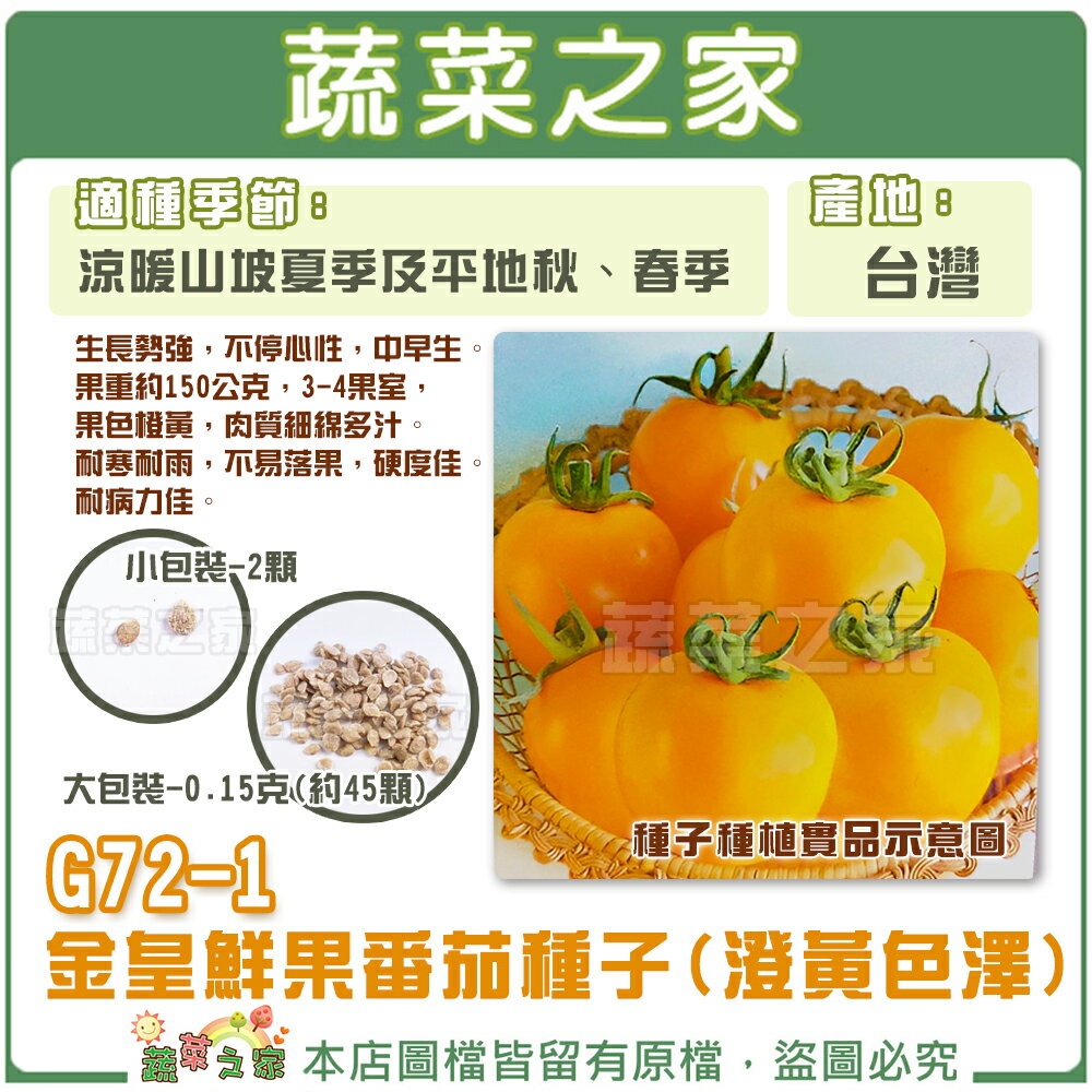 【蔬菜之家】G72-1.金皇鮮果番茄種子(澄黃色澤) (共2種規格可選)
