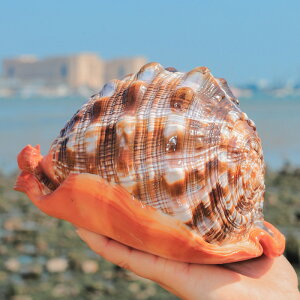 招財進寶萬寶螺貝殼擺件天然超大海螺四大名螺魚缸造景水族裝飾品