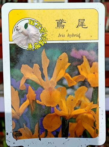 3 5寸盆 種土鳶尾花盆栽黃色小鳶尾花盆栽 室外花卉多年生球根類觀賞花卉盆栽 冬天才有 請先確認有無現貨 魚痴的秘密花園直營店 3 5寸盆 種土鳶尾花盆栽黃色小鳶尾花盆栽 室外花卉多年生球根類觀賞花卉盆栽 冬天才有 請先確認有無現貨 魚痴的秘密花園直營店