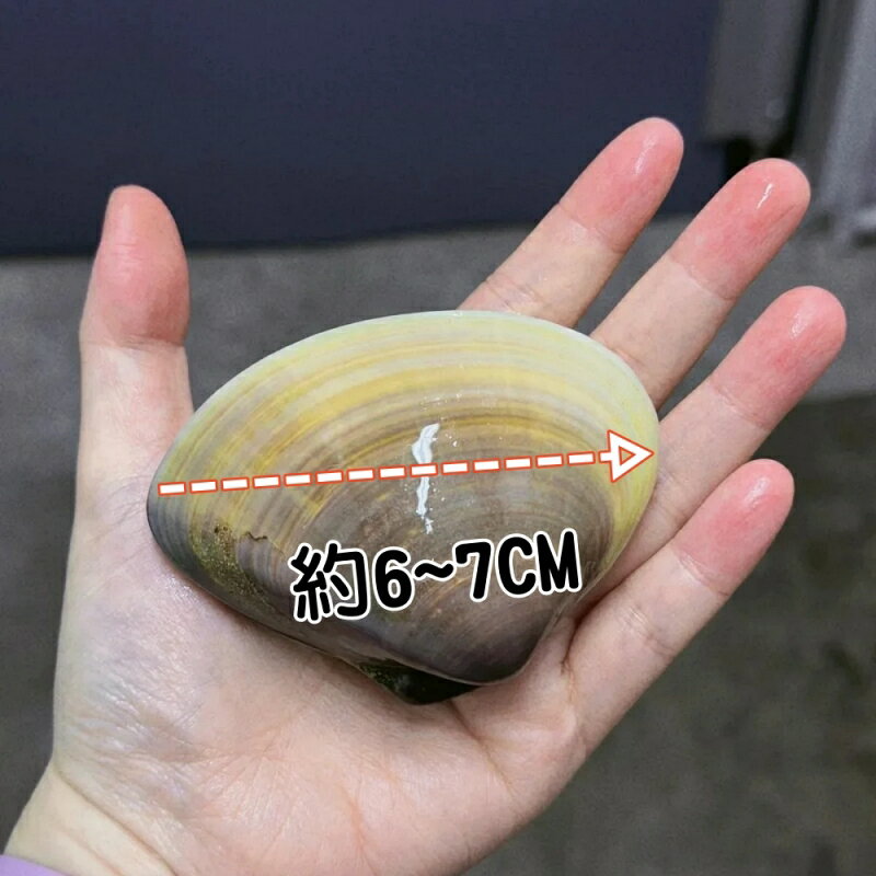 熟凍帶殼大顆文蛤