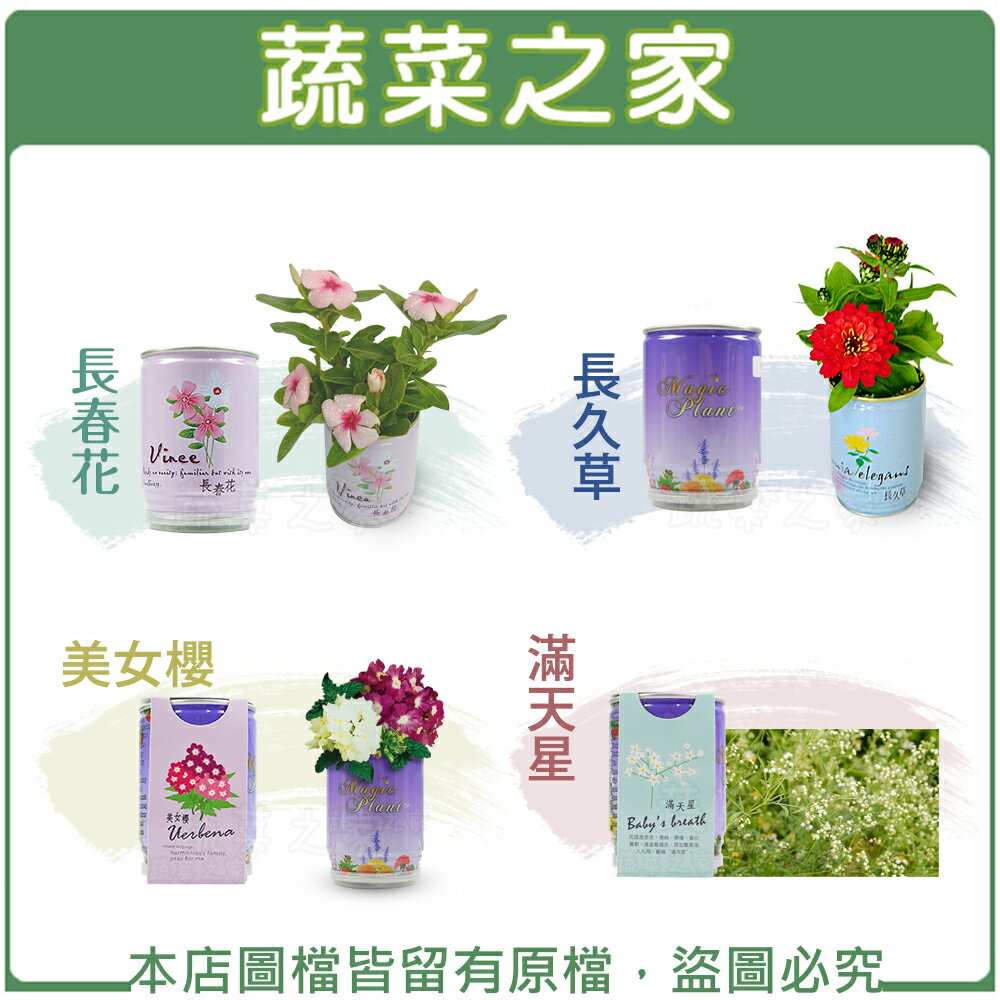 【蔬菜之家】iPlant易開罐花卉-長春花、美女櫻、長久草、滿天星