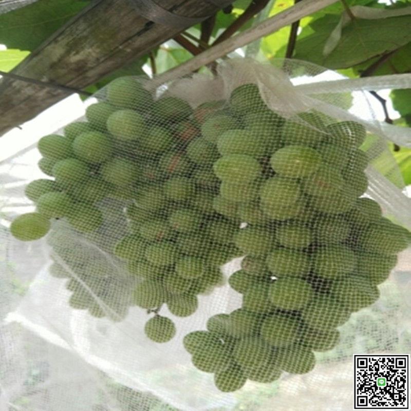 葡萄套袋水果套枇杷防鳥防蟲白色紗網透氣透光防果蠅套樹苗防蟲網-UM.有米家居