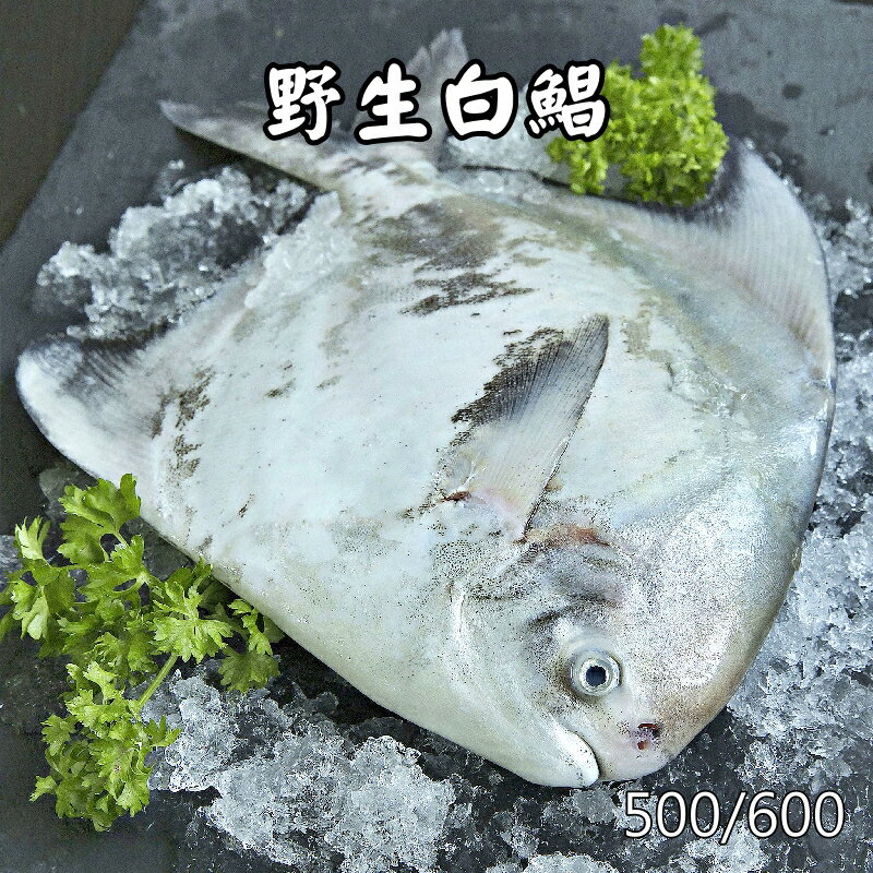 【永鮮好食】野生正白鯧魚 (500~600g/尾) 肉質細嫩 少刺甜美 海鮮 生鮮