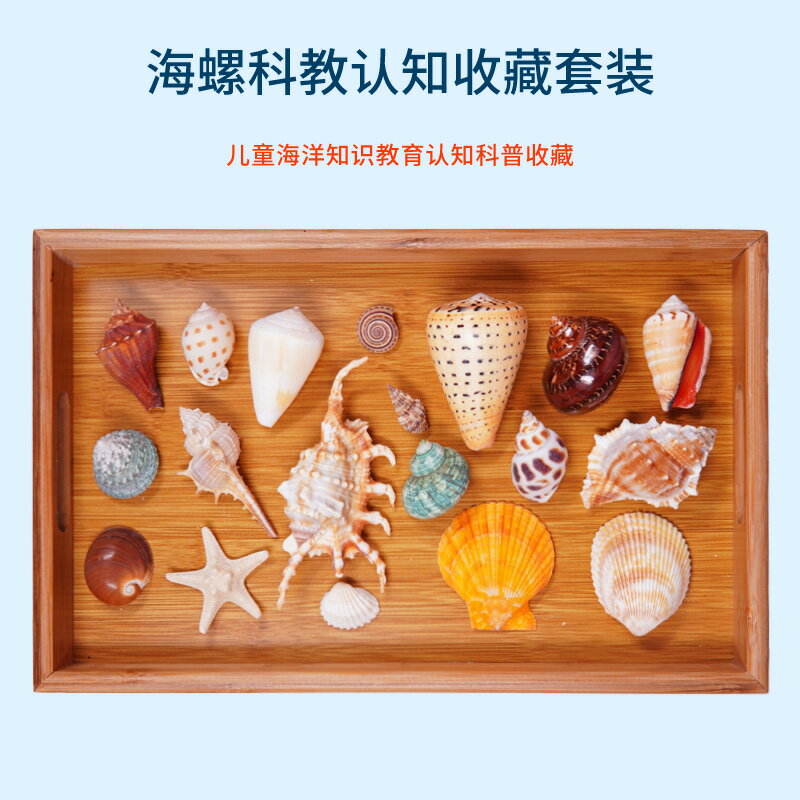 天然貝殼海螺套裝兒童科普認知教育學校教室裝飾工藝擺件收藏禮品