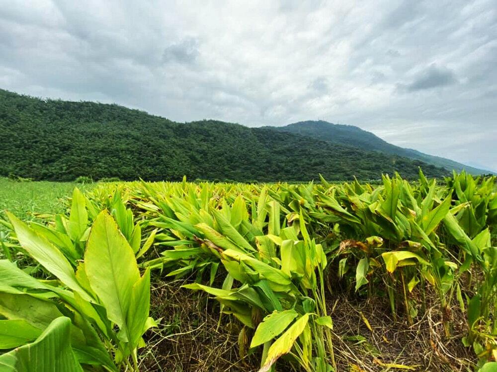 【淺草堂】有機紅薑黃粉 100g 4 【淺草堂】有機紅薑黃粉 100g 4