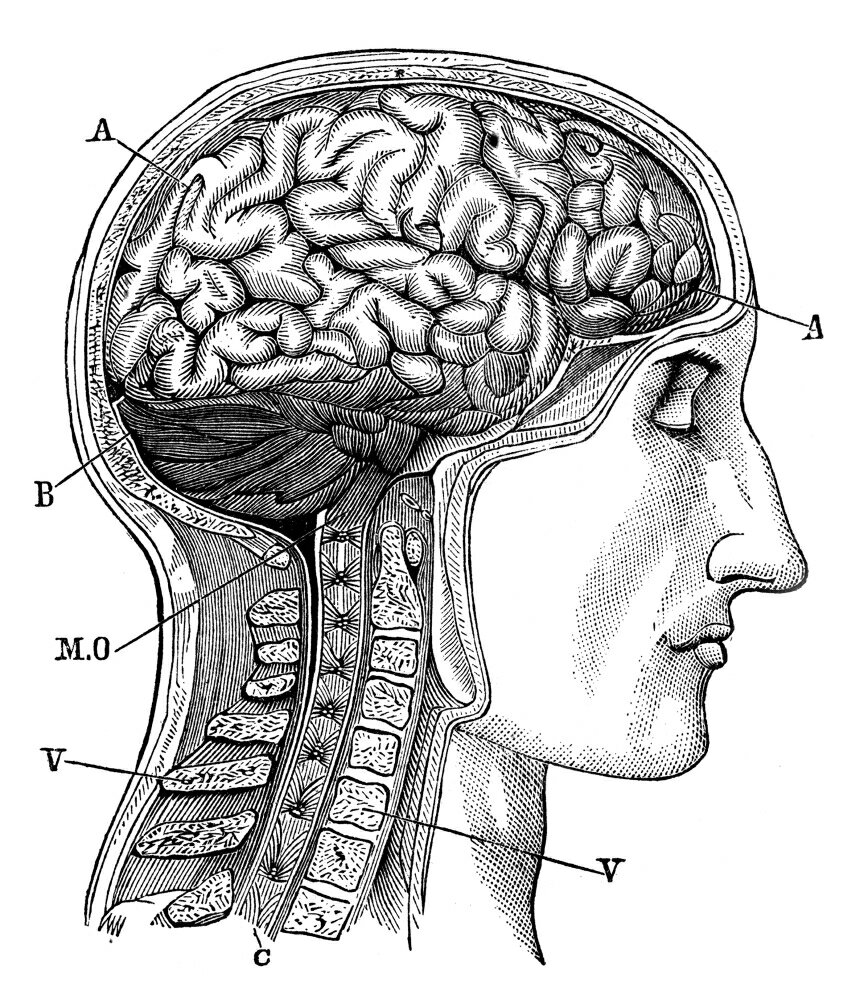 Posterazzi: Anatomy Brain Nlateral View Of The Brain Line Engraving ...