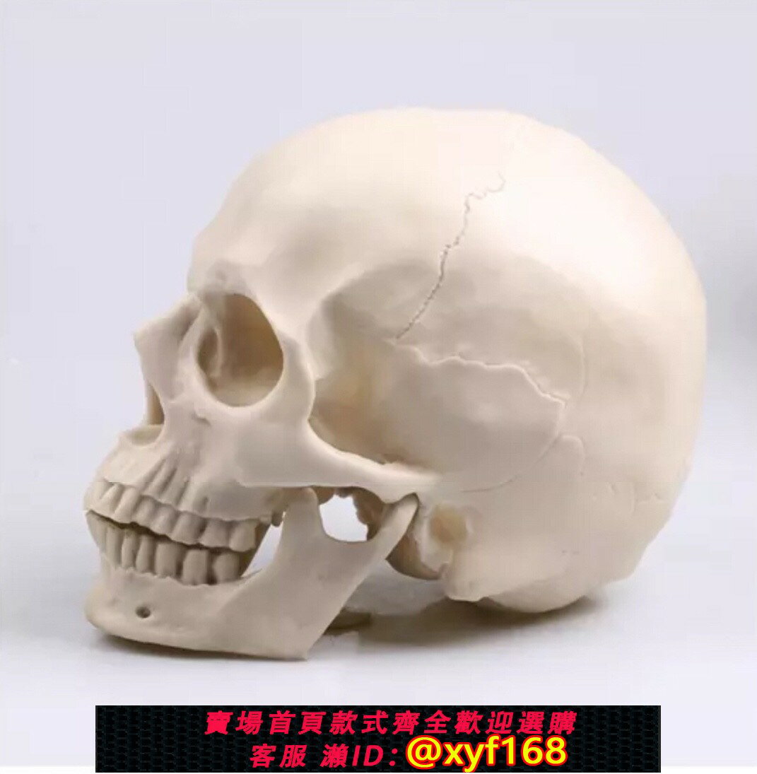 {保固一年 可打統編}【廠家直銷】模擬1:1骷髏頭美術素描人頭骨藝考畫材教學參考模型