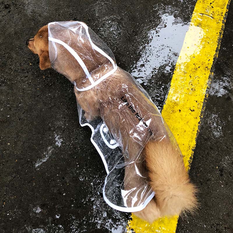 大狗狗雨衣薩摩耶金毛柴犬柯基的中型大型犬防水四腳雨披寵物衣服