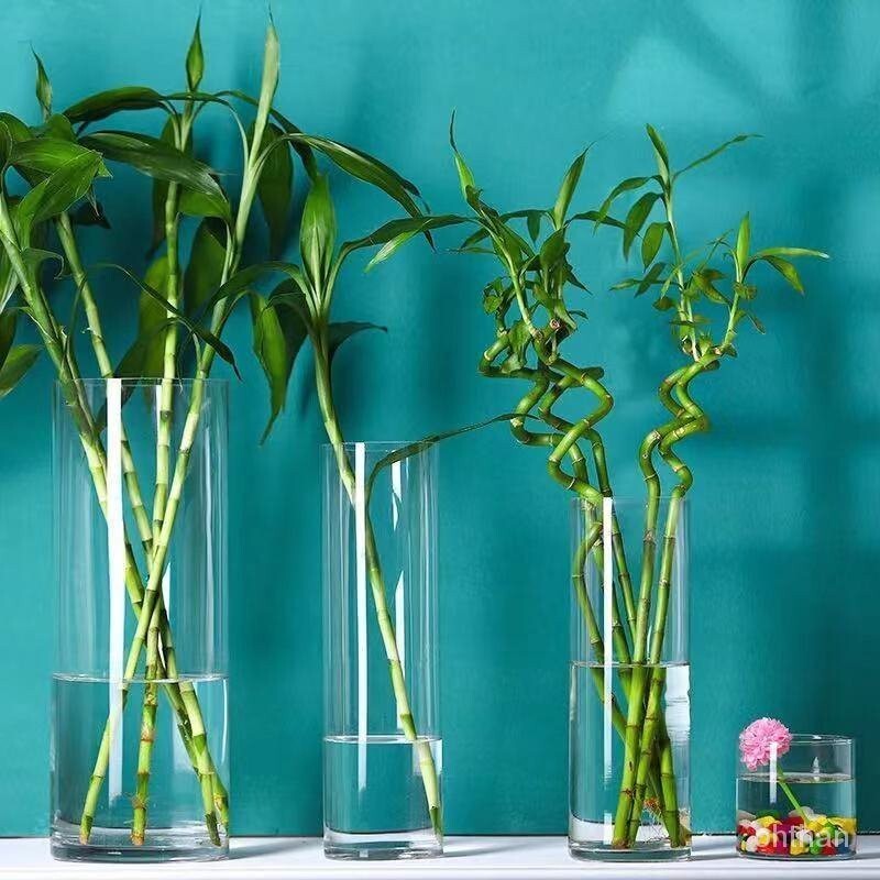 特大號落地富貴竹花瓶插花 落地大號透明玻璃花瓶富貴竹插花器臥室客廳直筒簡約擺件水培水養 透明花瓶 花器