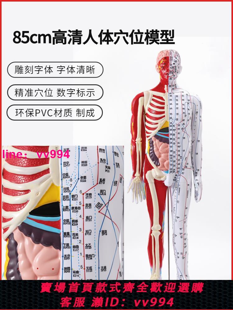 85cm高清中醫針灸穴位模型圖教學全身家用十二經絡人體解剖大銅人